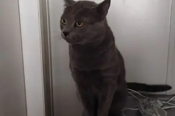Lost male cat, James Street, Rossville - gray with a scratch on ear - photo