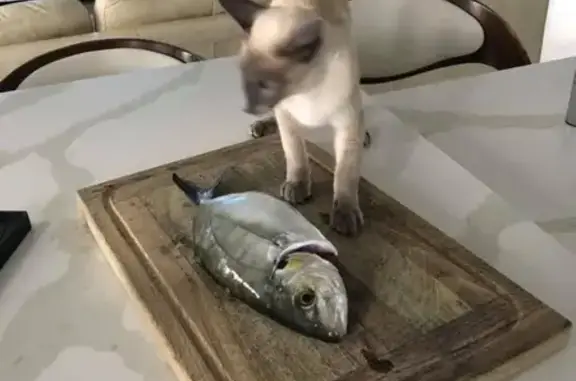 Lost pets Swan, photo: Lost male cat, Greenpark Road, Wanneroo - Siamese with considered movement