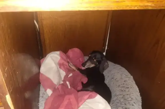 Missing dog Male, Oklahoma City (usl534445) - photo