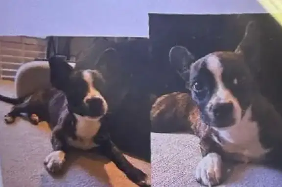 Lost female dog, East Montwood Avenue, 310, La Habra - photo