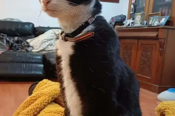 Lost pets Whitehorse, photo: Lost female cat, Nolan Avenue, Hobsons Bay - friendly and inquisitive