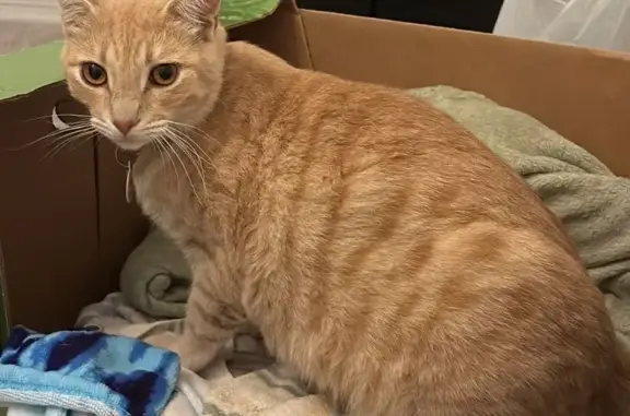 Missing cat Male, Phoenix (usl534448) - photo