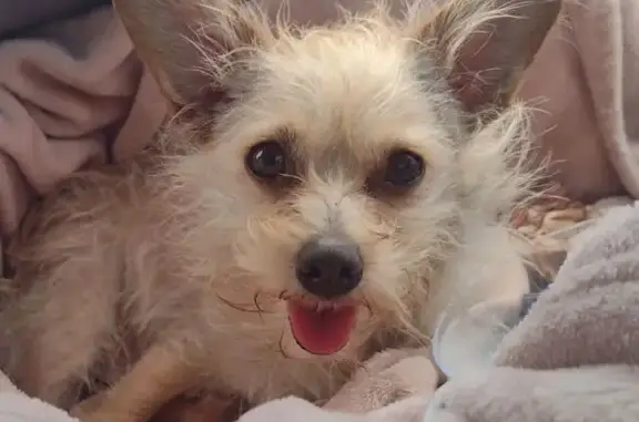 Lost female dog, South Buttonwillow Avenue, Reedley - small breed with pink collar - photo