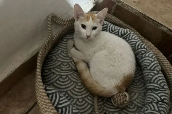 Gato perdido Hembra, Hermosillo (mxl489260) - photo