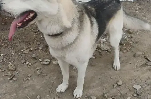 Found dog La Mirada, photo: Found male dog, Artesia Boulevard, La Mirada - knows sit and paw