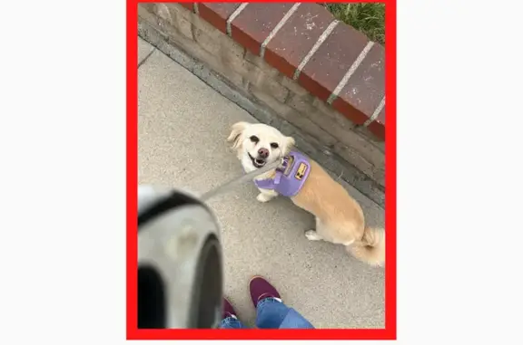 Lost female dog, Montclair, California - purple harness - photo