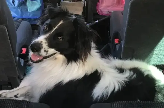 Animaux perdus Martigues, photo: Perdu Chien, Quai Général Charles Leclerc, Martigues - border collie noir et blanc