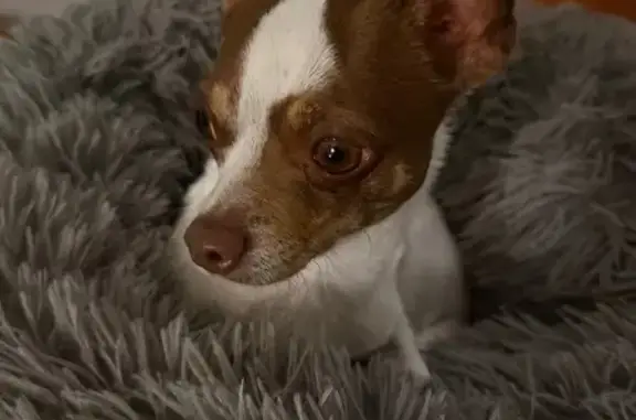 Animaux trouvés Paris, photo: Trouvé chien mâle, 8ème arrondissement, Marseille - chihuahua Terrier/Jack Russel
