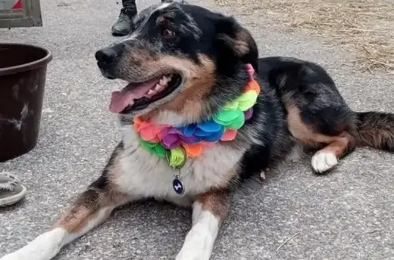Animaux perdus Alby-sur-Chéran, photo: Perdu Chien, Impasse de la Pommeraie, Alby-sur-Chéran - tricolore, castré