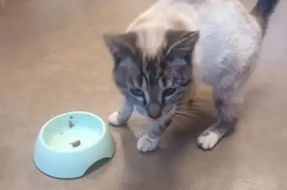 Animaux trouvés Lyon, photo: Trouvé Chat Femme, Dourges, Hauts-de-France