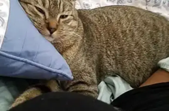 Lost male cat, Alice Walker Drive, Athens - chunky tabby - photo