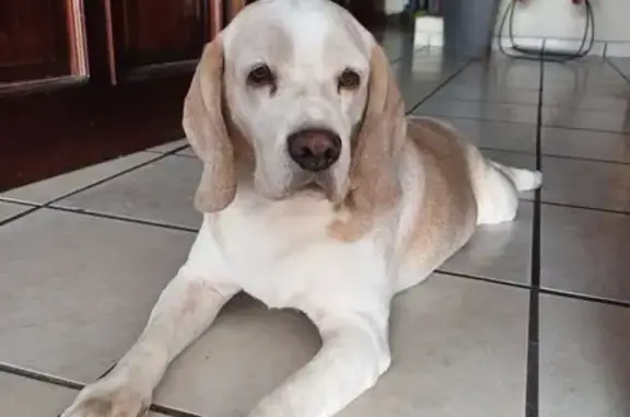 Es un beagle bicolor de 9 años, con pelo café claro y blanco. Su nariz es café oscuro con poquita descoloración.