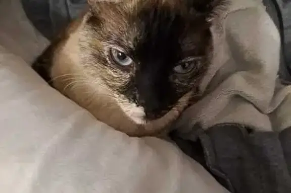 Perdido gato hembra, Carrer del Nord, 63, Salou - siamesa con ojos azules - photo