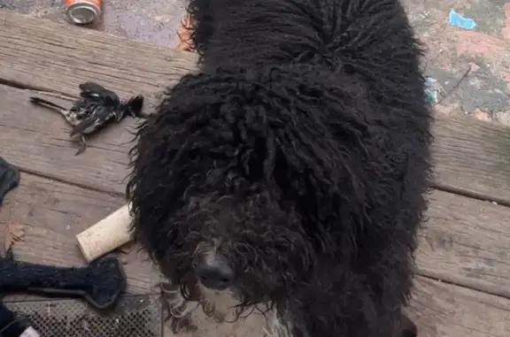 Lost female dog, Pigeon Creek Road, Princeton - black coat, white chest - photo