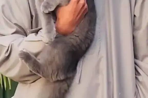 Lost pets Liverpool, photo: Lost male cat, Fisk Close, Liverpool - green eyes, grey fur