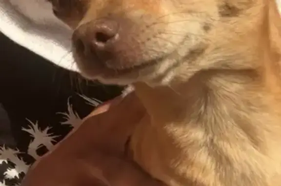 Lost male dog, North La Cholla Boulevard, Tucson - small brown chihuahua - photo