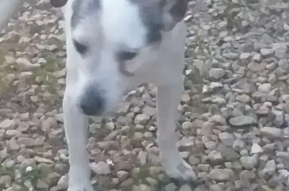 Animaux trouvés Paris, photo: Trouvé Chien mâle, Noé, Paris - petit jack russell
