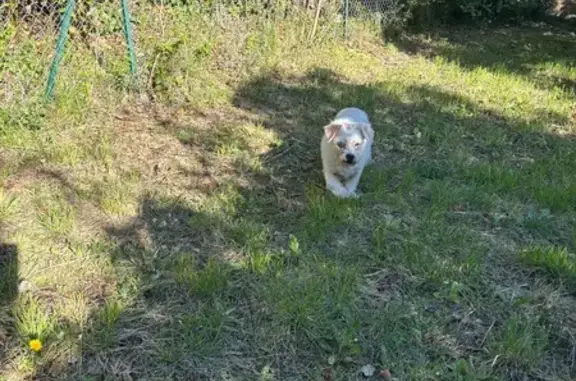 Animaux trouvés Aubenas, photo: Trouvé Chien blanc, Rue de Constantine, 12, Aubenas