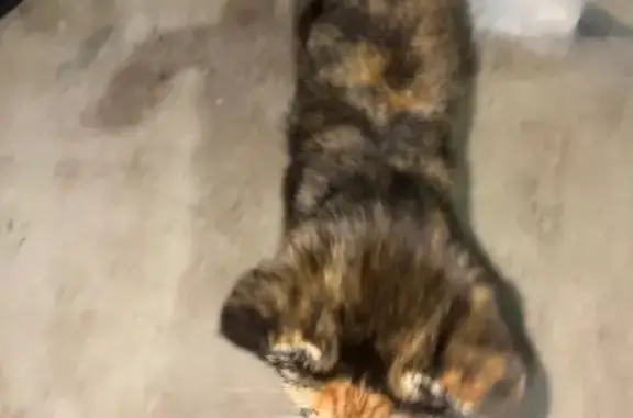 Found female cat, Springs Road...