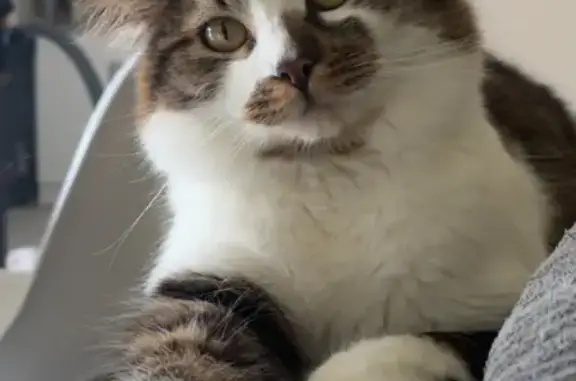 Perdu Chat mâle, Rue Jeanne Lannoo, Houplin-Ancoisne - photo