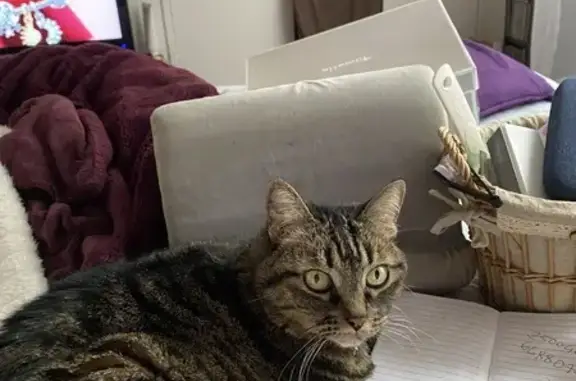 Perdu chat femelle, Rue de la Cité des Jardins, Le Cannet - tigré, manque une phalange - photo