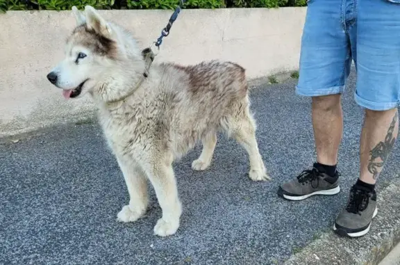 Animaux trouvés Paris, photo: Trouvé Chien, Avenue de Sète, 1220, Marseillan - Husky de Sibérie avec collier vert