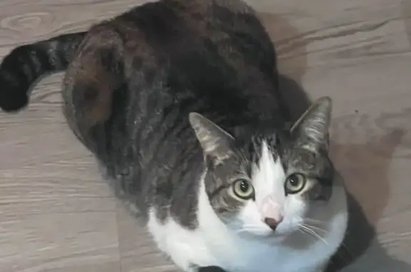 Lost male cat, Gold Ridge Drive, 3689, Magna - tabby with spotted nose - photo