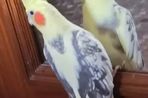 Perdido ave hembra, Sabadell, Pozuelo de Alarcon - photo