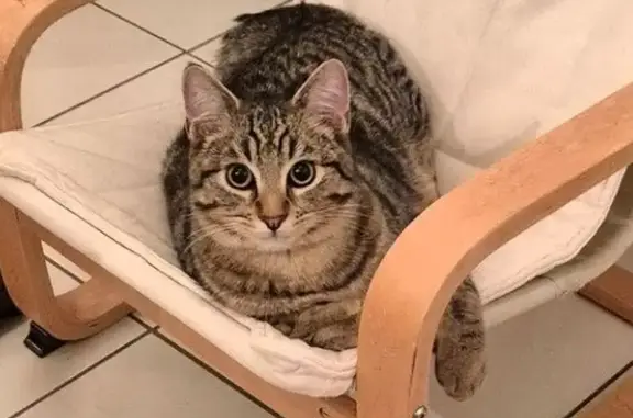Chat perdu, Dieuze, Grand Est - jeune chat tigré - photo