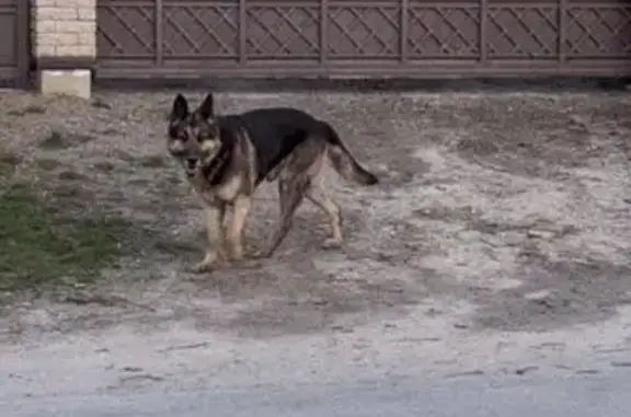 Знайдено собаку чоловічого род...