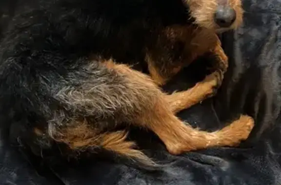 Animaux trouvés Nantes, photo: Trouvé chien mâle, Tours, Centre-Val de Loire - petit et gentil