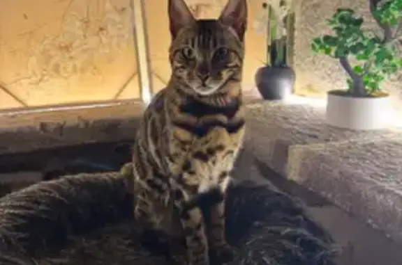 Perdu Chat homme, Conches, 2, Saint-Projet-de-Salers, Paris - Chat Bengal - photo