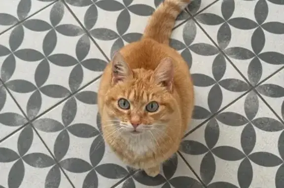 Animaux perdus Brive-la-Gaillarde, photo: Chat perdu, Rue Maurice Sacré, La Rochelle - petite chatte rousse