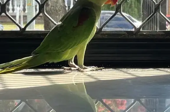 Lost pets Liverpool, photo: Lost male bird, Pearce Street, Sydney - young alexandrine parrot