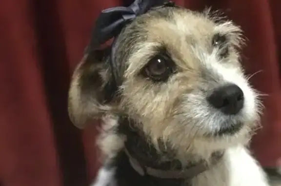 Perdido perro hembra, Calle Río Guadiato, 4, Motril - photo