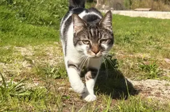 Animaux perdus Bourg, photo: Perdu Chat homme, Route de La Lustre, Bourg - tatoué et peureux