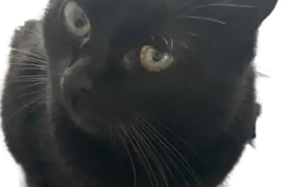 Chat perdu, Anse, photo: Chat perdu, Rue des Écrivains, Anse - tout noir avec un œil droit plus gros
