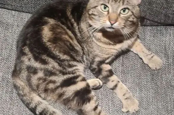 Animaux perdus Chavagne, photo: Chat perdu, Rue des Sablières, Chavagne - très sociable, taille moyenne
