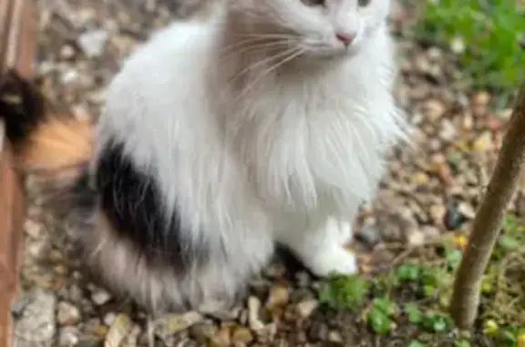 Animaux perdus Paris, photo: Chat perdu, Pont-Audemer, Normandie - Moumoune, chatte tricolore