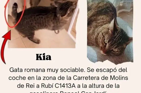 Gato perdido Hembra, Rubi (sl495423) - photo