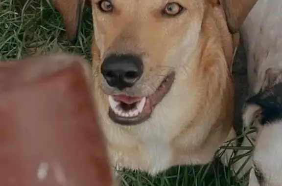 Cachorro perdido Macho (brl002597) - photo