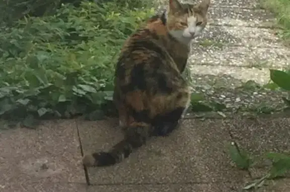 Animaux perdus Marckolsheim, photo: Perdu chat femelle, Route de Colmar, Elsenheim - 3 couleurs