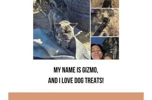 Lost male dog, West Riggs Road, Buckeye - black harness - photo