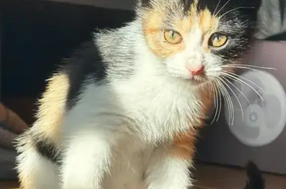 Perdido gato hembra, Rúa do Peto, 67, Lugo - joven y cariñosa - photo