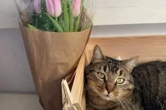 Chat perdu, Rue de la Bucaille, Cherbourg-en-Cotentin - castré et pucé - photo