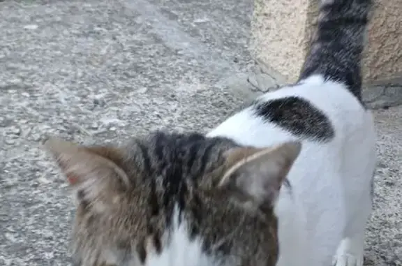 Animaux trouvés Conques-sur-Orbiel, photo: Trouvé Chat mâle, Villalier, Conques-sur-Orbiel - demande des caresses