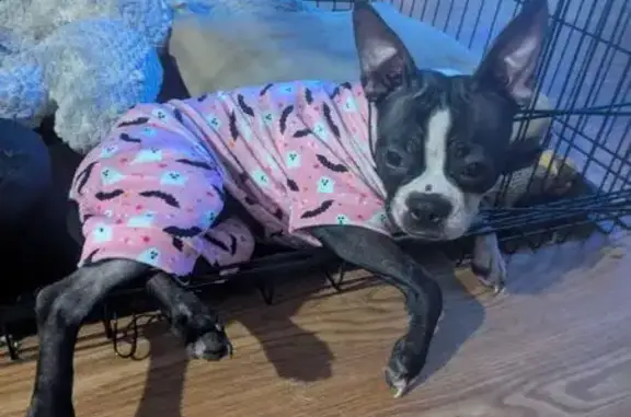 Lost dog, Broadway, 3342, Riviera Beach - brindle Boston terrier - photo