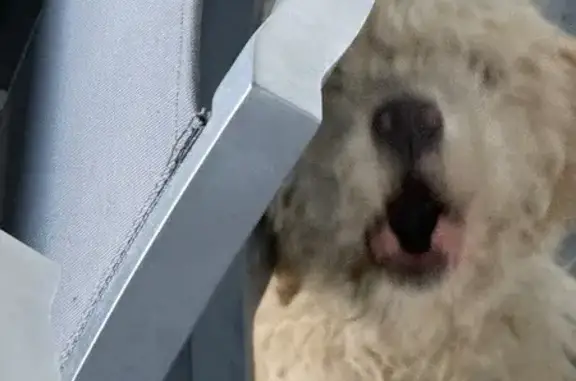 Found dog Mogadore, photo: Found dog, East Drive, Mogadore - seen late last night