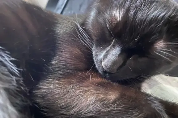 Lost female cat, Skyland Cove Lane Southwest, Snellville - black, 8-9 months old - photo