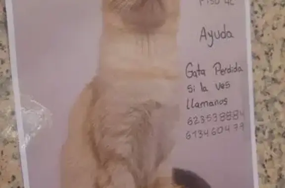 Perdido gato hembra, Calle Moriones, 42, Torrevieja - amarilla con cicatriz - photo